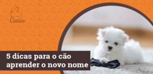 5 dicas para o cão aprender o novo nome