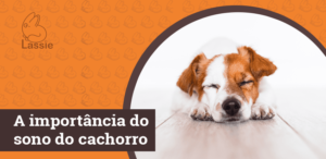 A importância do sono do cachorro
