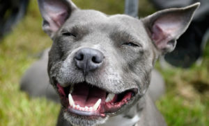Cão que dorme bem acorda feliz