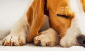 A importância do sono do cachorro