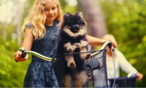 Dicas para passear de bicicleta com cachorro