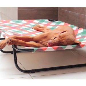 Sono do Cachorro em Fase Adulta