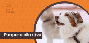 Por que o cão uiva?