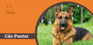Saiba tudo sobre os cães pastores