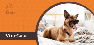 Adote um Vira-Lata: cachorro sem raça definida