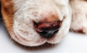 coronavirus-canino