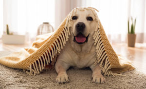 cuidar-dos-pets-durante-pandemia