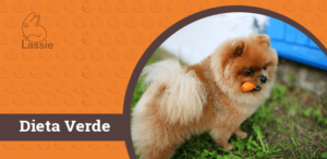 Saiba tudo sobre a Dieta Verde para cães