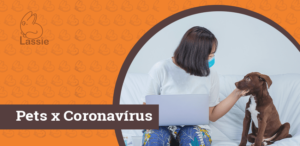 Saúde dos Pets diante a pandemia de coronavírus