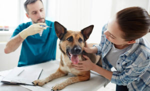 vacinacao-canina